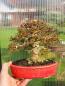 Preview: Dreispitzahorn - Acer buergerianum
