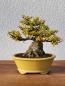 Preview: Dreispitzahorn - Acer buergerianum
