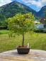Preview: Fächerahorn - Acer katsura