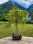 Preview: Fächerahorn - Acer katsura