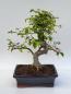Preview: Chinesische Ulme - Ulmus parvifolia