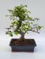 Preview: Chinesische Ulme - Ulmus parvifolia