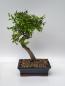 Preview: Chinesische Ulme - Ulmus parvifolia
