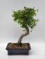 Preview: Chinesische Ulme - Ulmus parvifolia