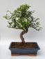 Preview: Chinesische Ulme - Ulmus parvifolia