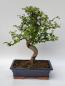 Preview: Chinesische Ulme - Ulmus parvifolia