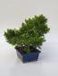 Preview: Chinesischer Wacholder - Juniperus chinesis