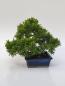 Preview: Chinesischer Wacholder - Juniperus chinesis