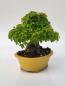 Preview: Dreispitzahorn - Acer buergerianum