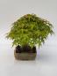Preview: Fächerahorn - Acer palmatum yamamomiji