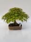 Preview: Fächerahorn - Acer palmatum yamamomiji