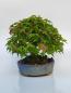 Preview: Dreispitzahorn - Acer buergerianum