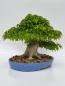 Preview: Dreispitzahorn - Acer buergerianum
