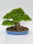 Preview: Dreispitzahorn - Acer buergerianum