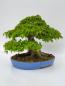 Preview: Dreispitzahorn - Acer buergerianum