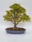 Preview: Bonsai - Dreispitzahorn Acer buergerianum