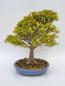 Preview: Bonsai - Dreispitzahorn Acer buergerianum