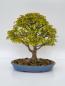 Preview: Bonsai - Dreispitzahorn Acer buergerianum