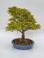 Preview: Bonsai - Dreispitzahorn Acer buergerianum