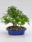 Preview: Zelkova Serrata 38cm