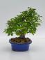 Preview: Zelkova Serrata 38cm