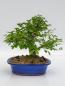 Preview: Zelkova Serrata 38cm