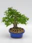 Preview: Zelkova Serrata 38cm