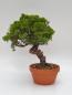 Preview: Chinesischer Wacholder - Juniperus chinesis itoigawa
