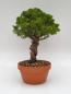Preview: Chinesischer Wacholder - Juniperus chinesis itoigawa