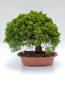 Preview: Chinesischer Wacholder - Juniperus chinesis