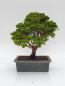 Preview: Scheinzypresse - Hinoki obtusa
