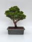 Preview: Scheinzypresse - Hinoki obtusa