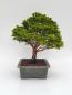 Preview: Scheinzypresse - Hinoki obtusa