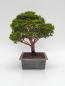 Preview: Scheinzypresse - Hinoki obtusa