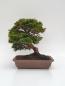 Preview: Scheinzypresse - Hinoki obtusa