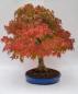 Preview: Fächerahorn - Acer palmatum yamamomiji
