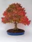 Preview: Fächerahorn - Acer palmatum yamamomiji