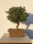Preview: Scheinzypresse - Sekka Hinoki