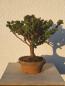 Preview: Scheinzypresse - Sekka Hinoki