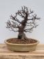 Preview: Chinesische Quitte - Pseudocydonia sinensis