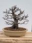 Preview: Chinesische Quitte - Pseudocydonia sinensis