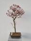Preview: Fächerahorn - Acer katsura