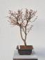 Preview: Fächerahorn - Acer katsura