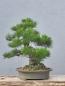 Preview: Japanische Schwarzkiefer - Pinus thunbergii