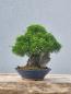 Preview: Chinesischer Wacholder - Juniperus chinesis itoigawa