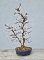 Preview: Japanische Buche - Fagus japonica