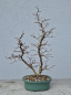 Preview: Japanische Buche - Fagus japonica