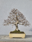 Preview: Korianische Hainbuche - Carpinus coreana