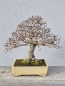 Preview: Korianische Hainbuche - Carpinus coreana