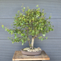 Preview: Birke - Betula pendula